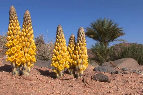 vegetación desierto sahara