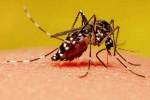 por qué pican los mosquitos explicación científica