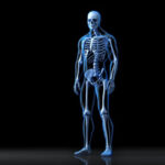 partes del esqueleto humano