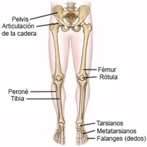 nombre de los huesos de la pierna y el pie
