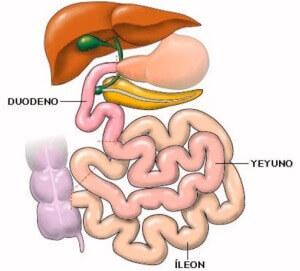 cómo funciona el intestino delgado y grueso