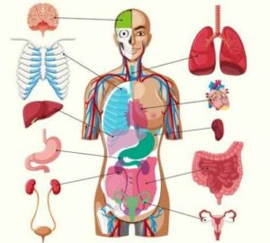 cuáles son los órganos del cuerpo humano
