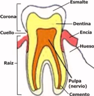 cómo es un diente por dentro