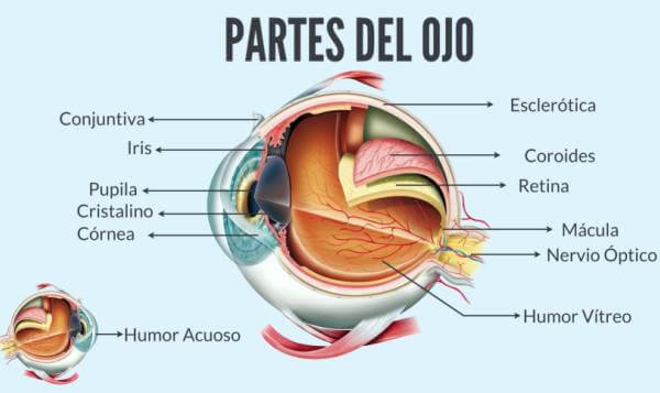 anatomía del ojo