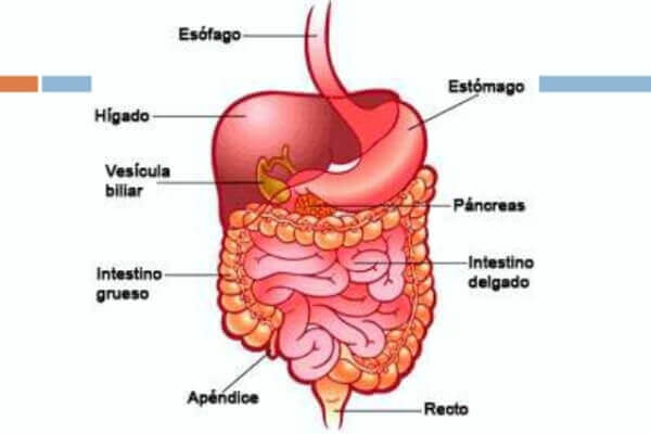 partes del intestino delgado