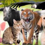 qué son los animales