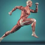 músculos y sus características