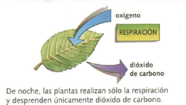 cómo respiran las plantas