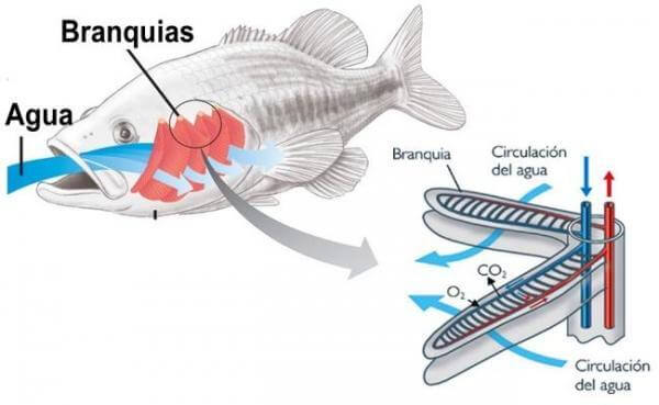 cómo respiran los peces