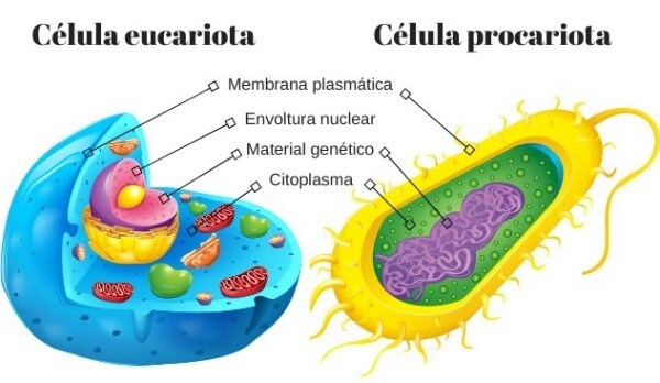tipos de células