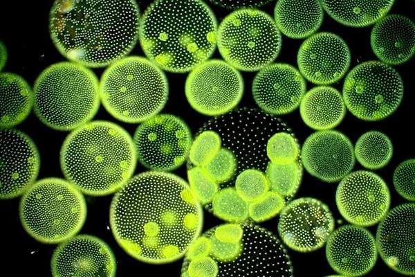algas unicelulares características