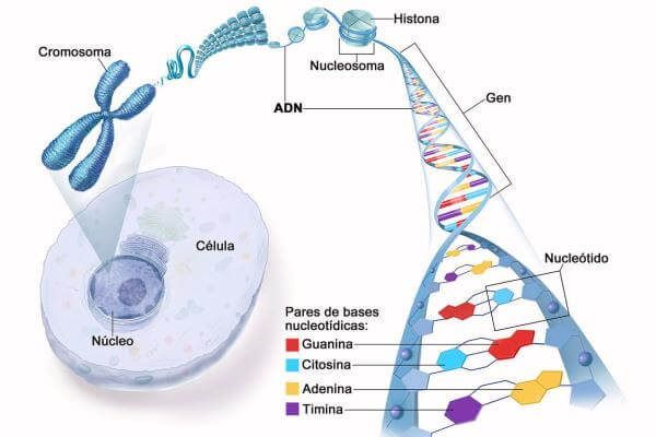 composición del ADN