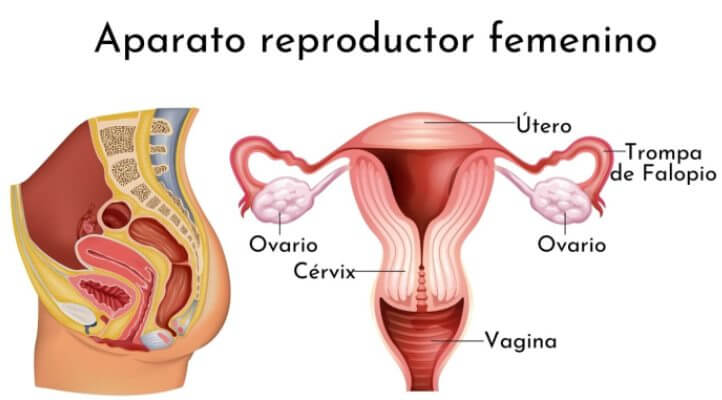aparto reproductor femenino características