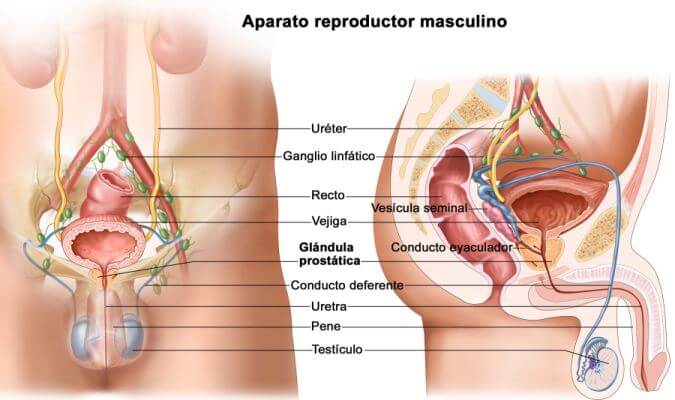 aparato reproductor masculino características