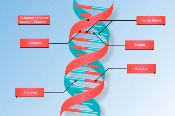 ejemplos ingeniería genética